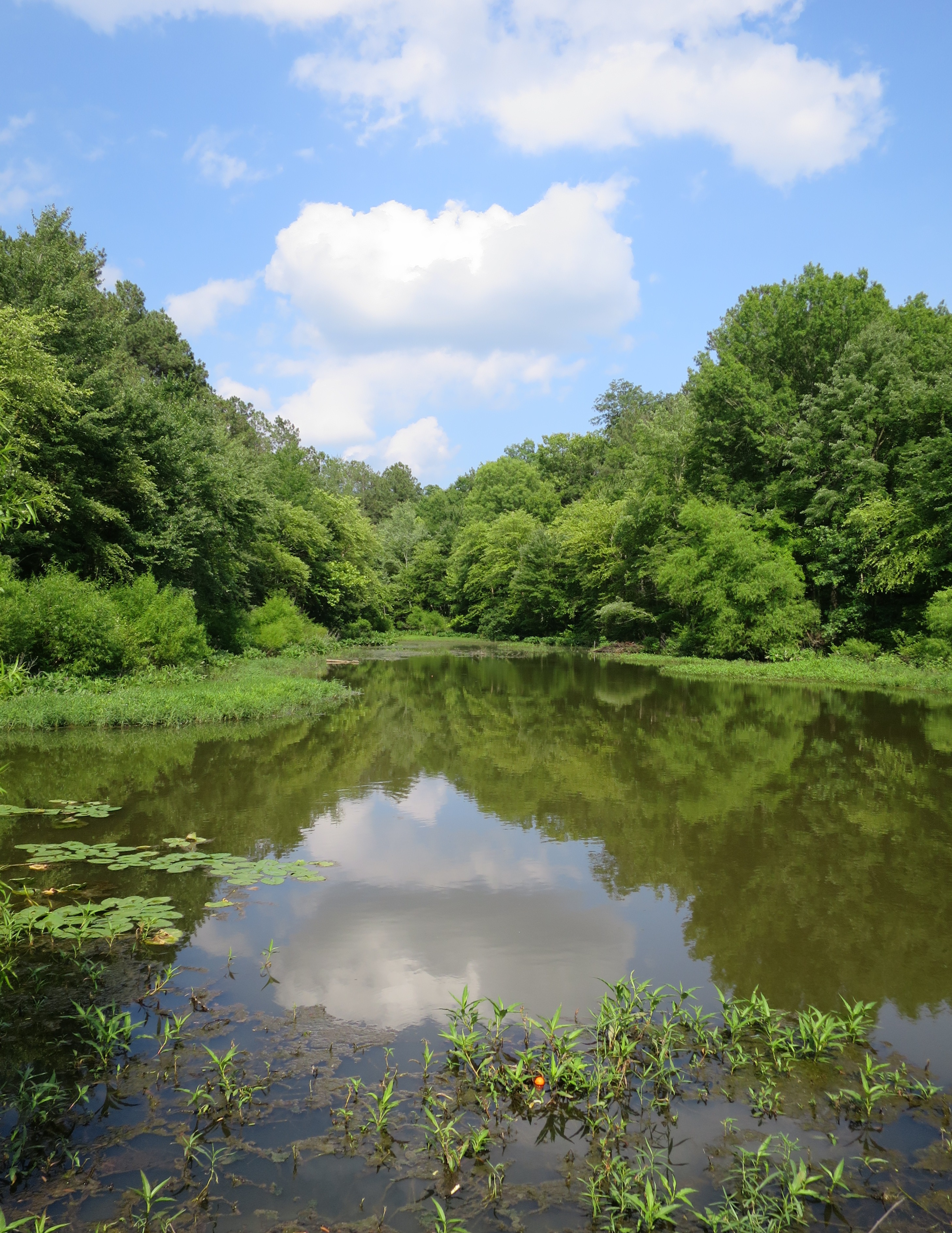 Lake Chesdin water level